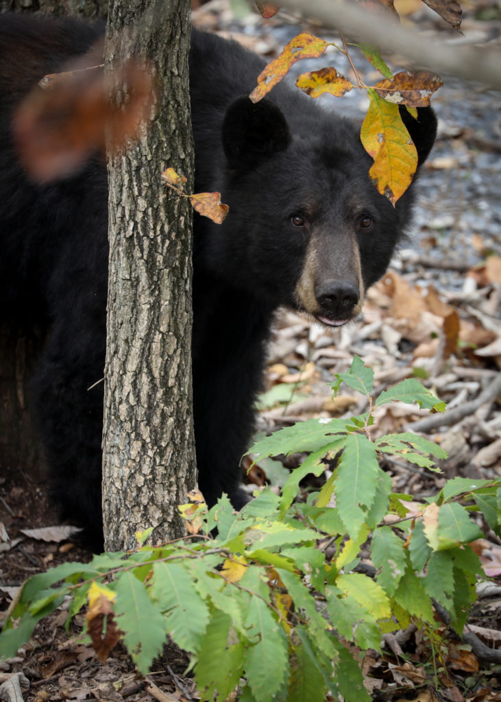 나무 뒤에서 밖을 바라보는 흑곰의 이미지