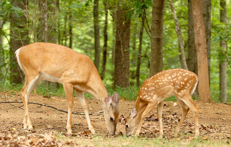DOE 및 Fawn