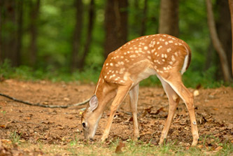 fawn
