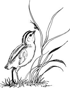 illus30