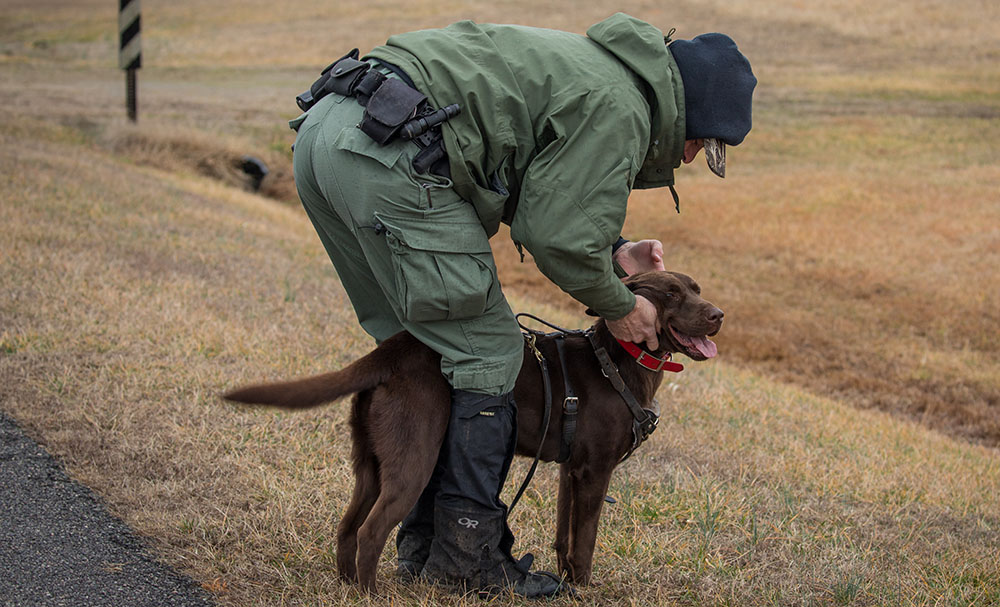 추적 하네스, GPS 목줄, 리드를 부착한 후 목줄을 제거한 초콜릿 랩 몰리의 사진