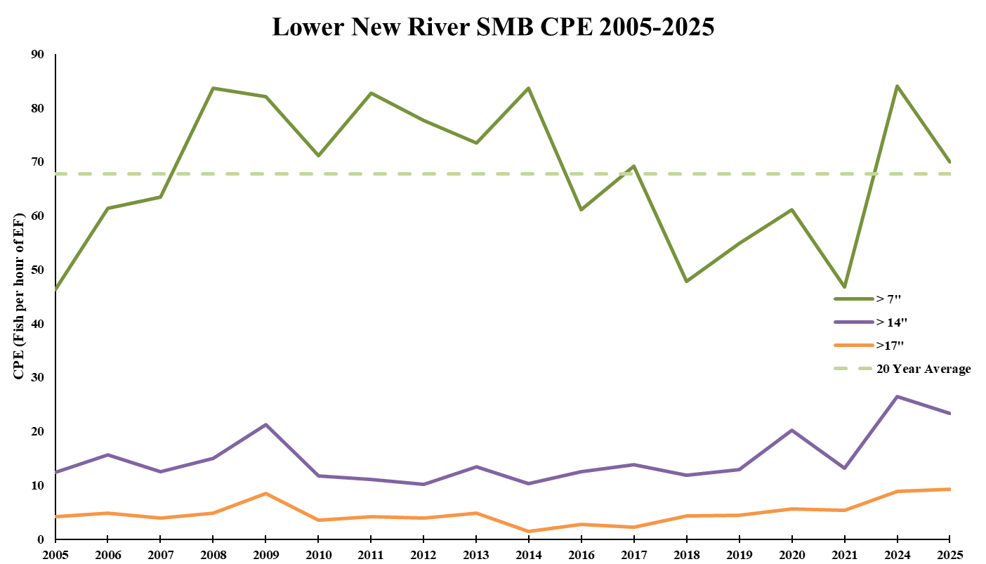 2005 부터 2025 까지의 크기 등급별 Lower New River 스몰마우스 배스 어획률을 나타내는 선 그래프.
