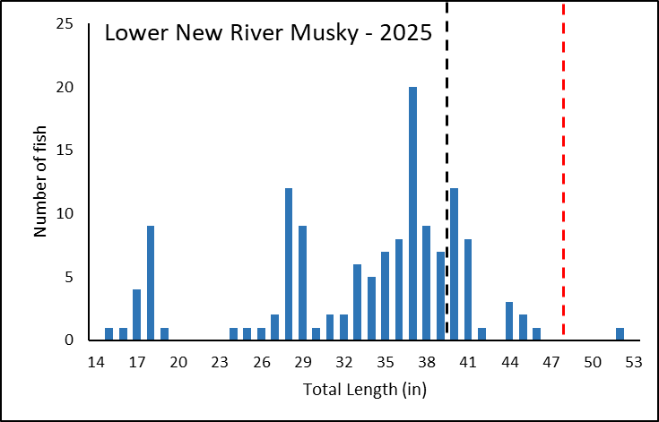 2025 의 Lower New River에서 채집된 머스키의 길이-빈도 막대 차트.