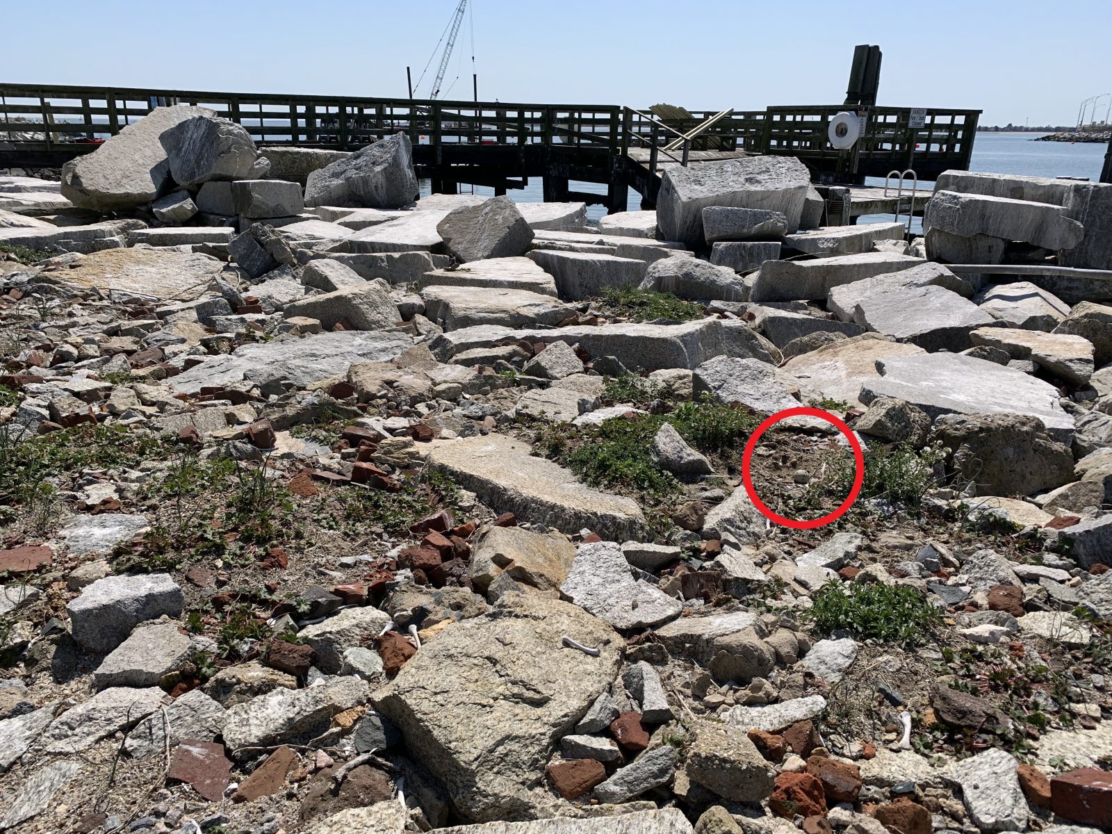 이전 이미지 주위에 빨간색 원을 그려 흩어진 돌에 도요물떼새 둥지를 강조했습니다.