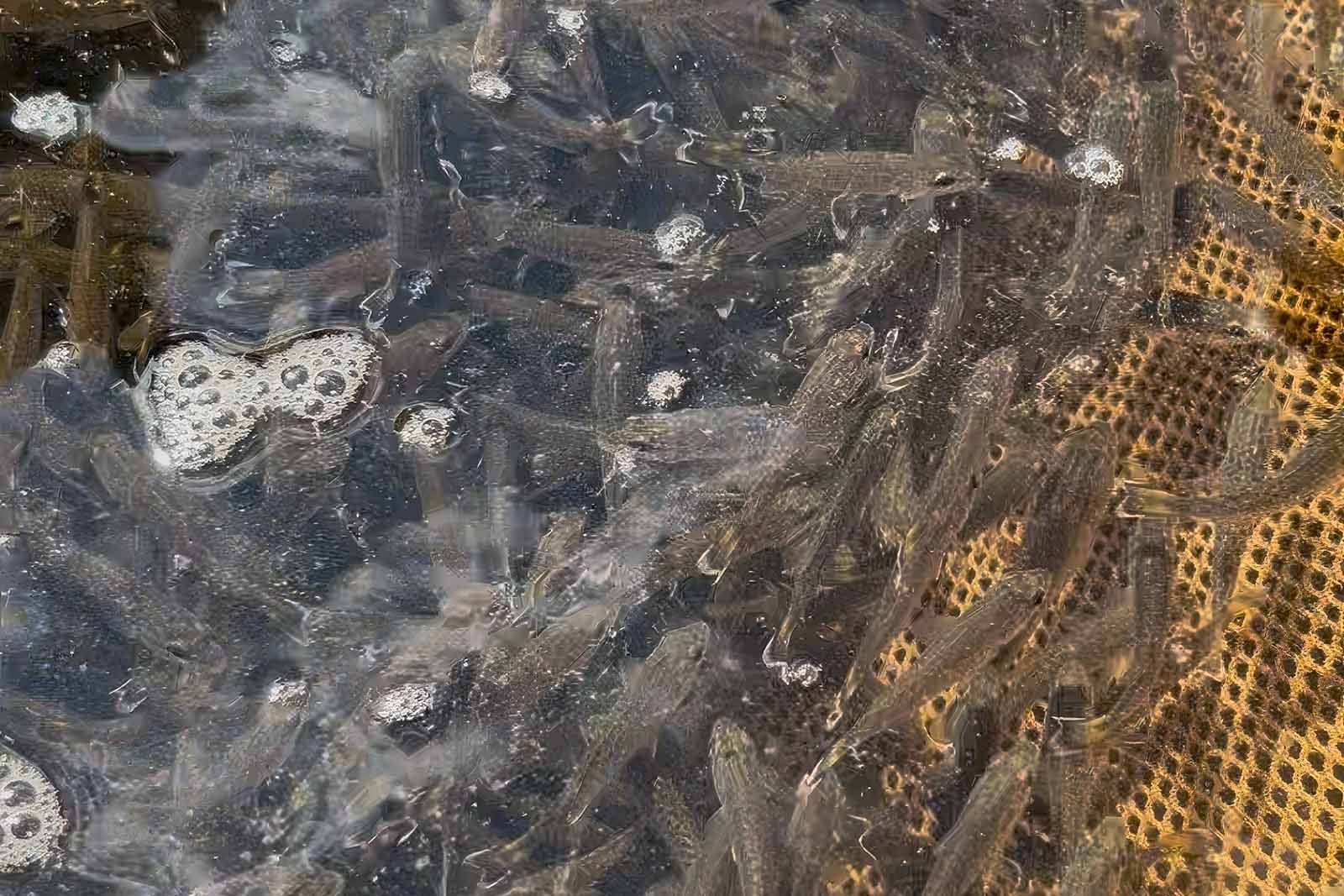 기대를 뛰어넘는 스몰마우스 배스 생산 및 재고량