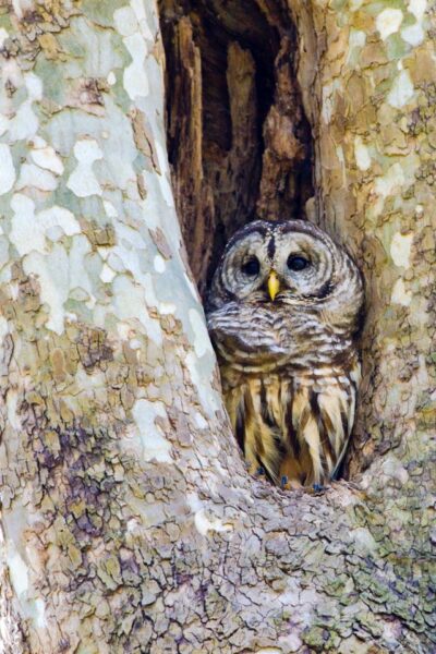 제임스 강 습지 공원의 나무 포크에 있는 올빼미