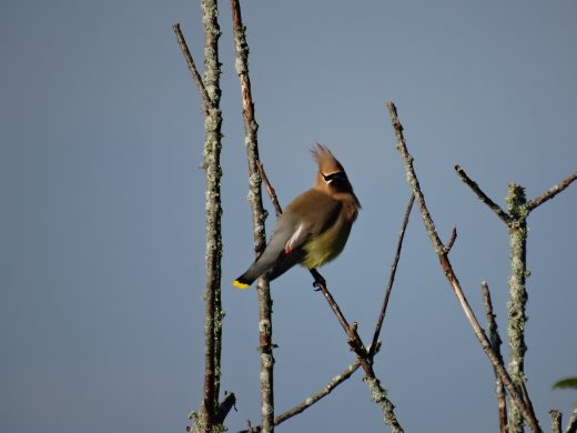 나뭇가지에 달린 삼나무 왁스 날개
