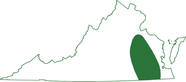 동부 사이렌은 동부 버지니아의 일부 지역에서 발견됩니다.