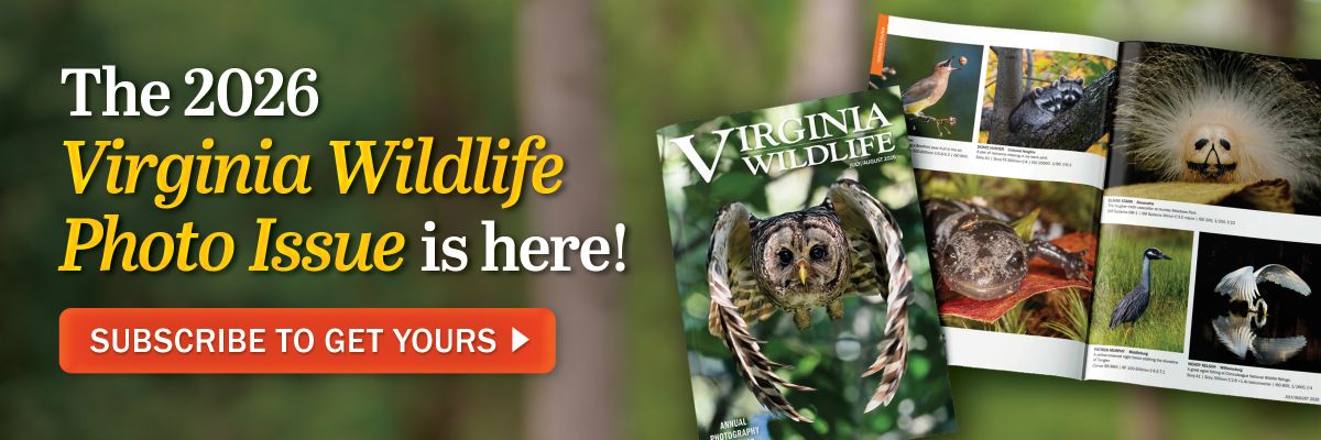 The 2026 Virginia Wildlife Photo Issue is here! 지금 구독하시면 받아보실 수 있습니다. 