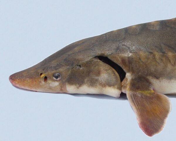 단코구이(Shortnose Sturgeon)의 이미지