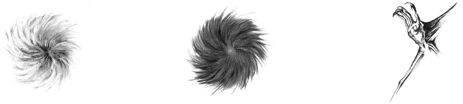 버지니아 큰귀박쥐의 뒷발에서 발견되는 소용돌이치는 털 무늬를 묘사한 이미지입니다.