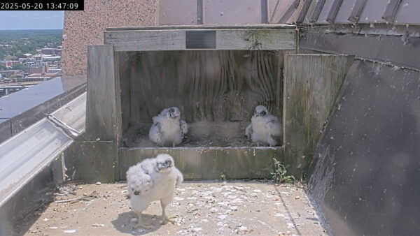 세 마리의 매 새끼, 한 마리가 둥지 상자 밖으로 나섰습니다.